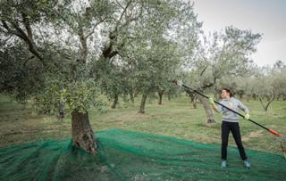 ANIBALDI CINZIA FARM